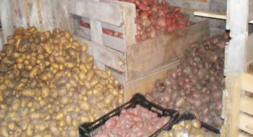 Brambory schovejte do jara. Ze zkušenosti